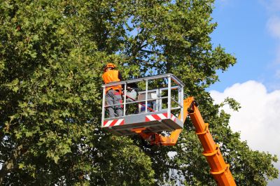 Maple Tree Trimming
