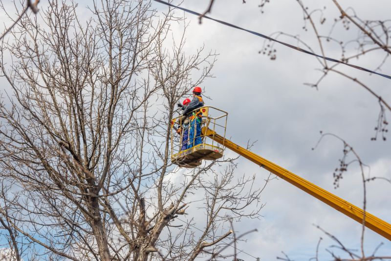 Maple Tree Trimming