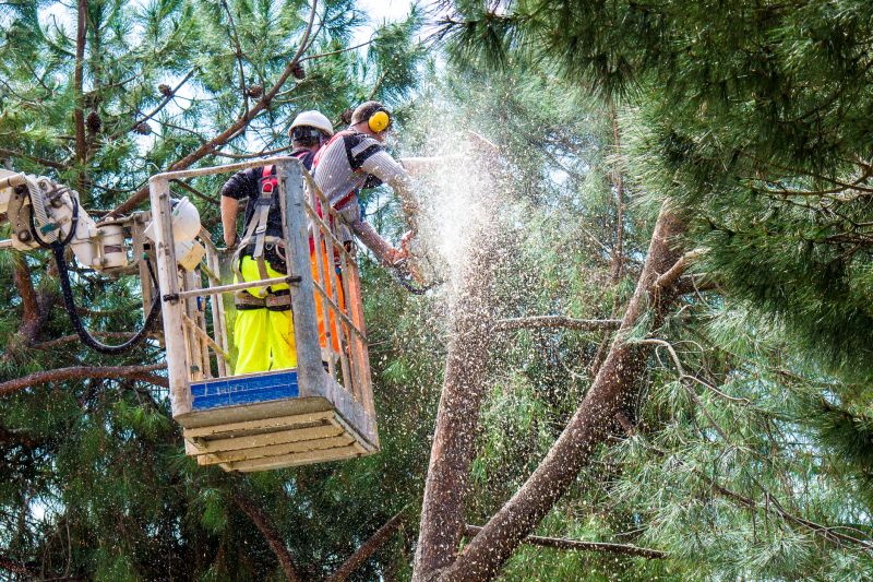 Maple Tree Trimming