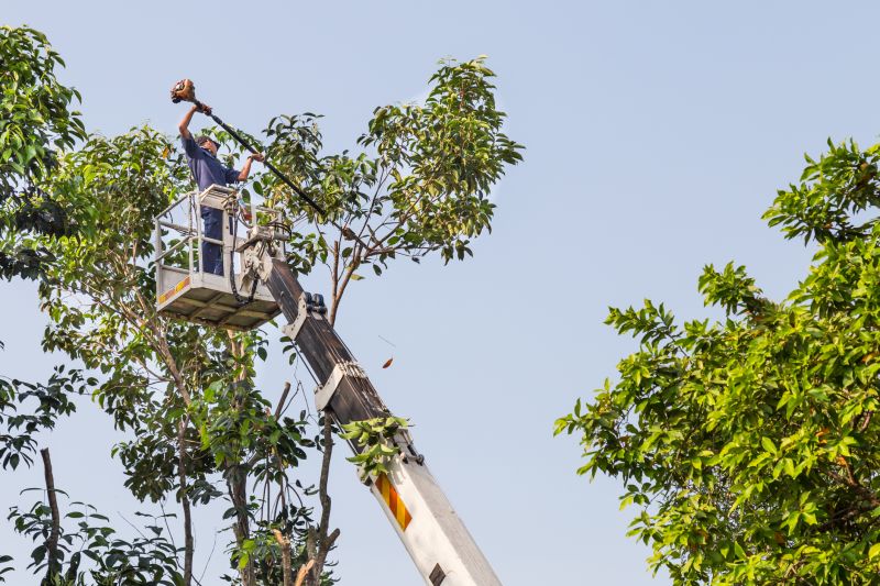Cypress Tree Trimming in Allentown, PA