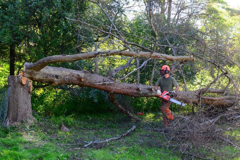 Fallen Tree in Forest