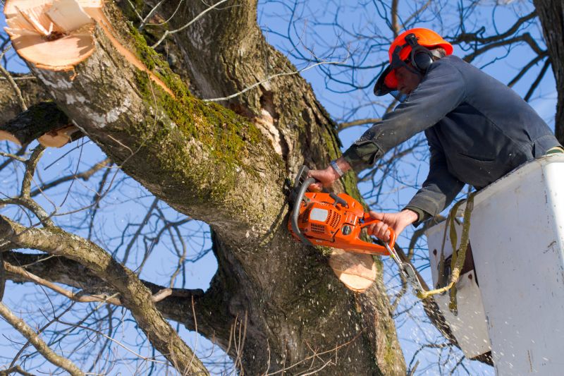 Maple Tree Trimming