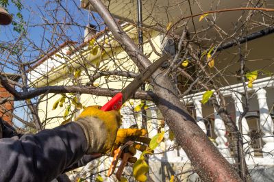 Maple Tree Trimming