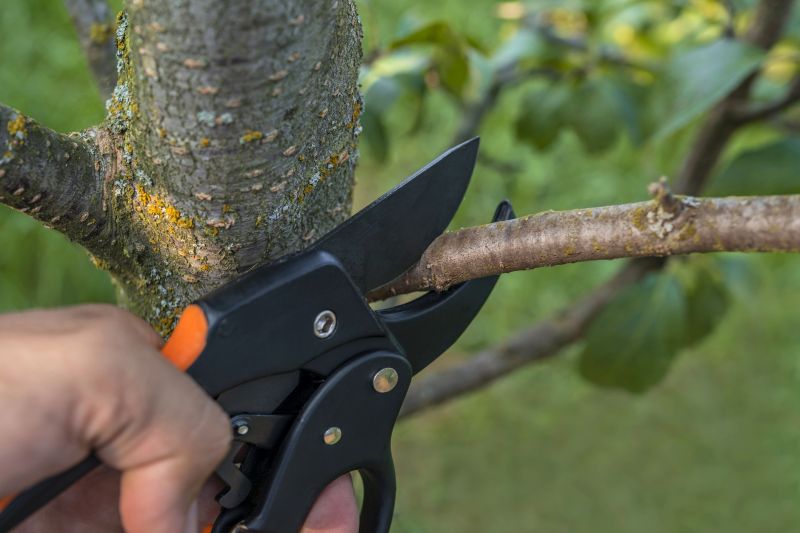 Maple Tree Trimming