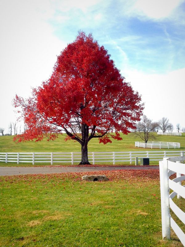 Healthy Maple Tree After Trimming