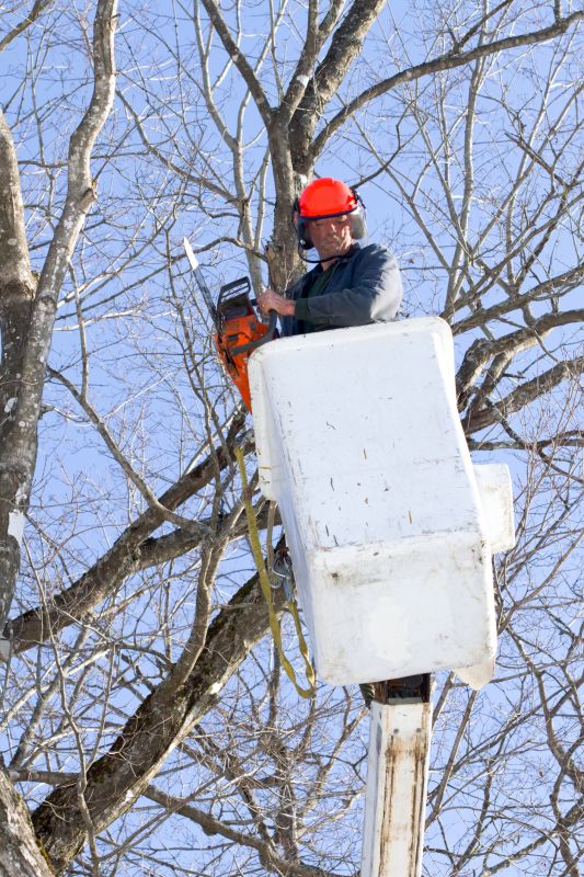 Tools for Maple Tree Trimming
