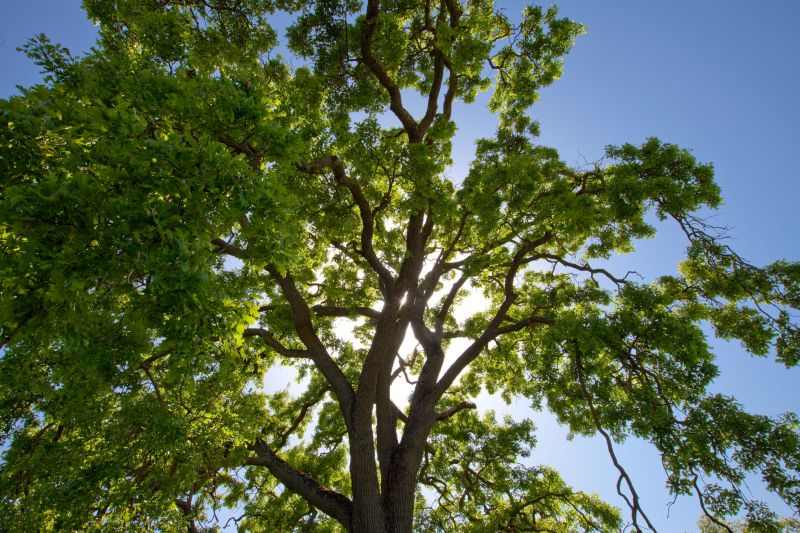 Trimmed Maple Tree Canopy