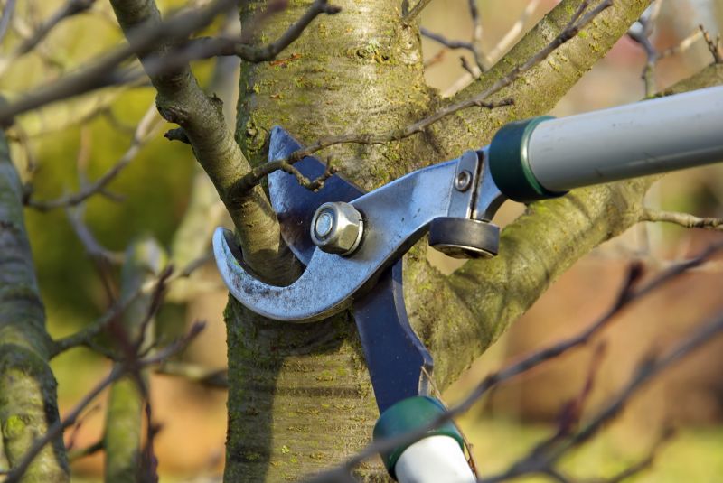 Close-up of Tree Pruning