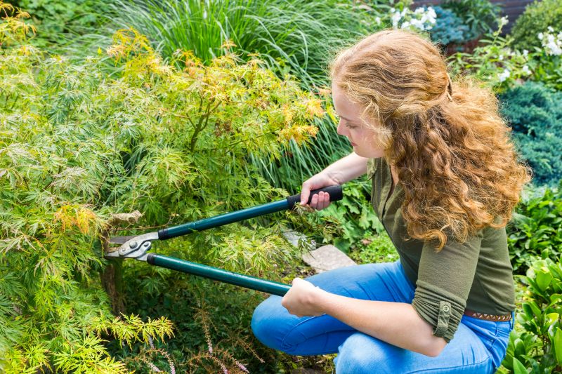 Summer Pruning of Maple Trees