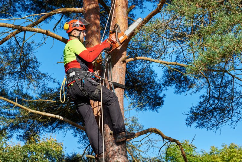 Maple Tree Trimming Equipment