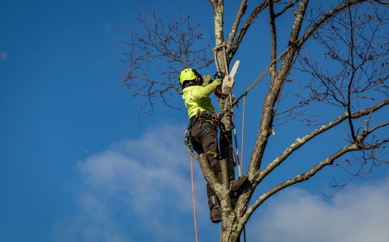 Large Tree Branch Removal