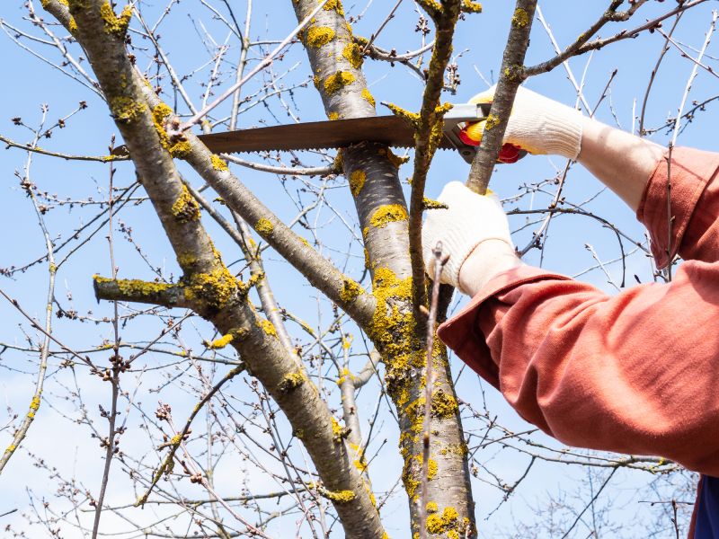 Pruning Large Tree Branches