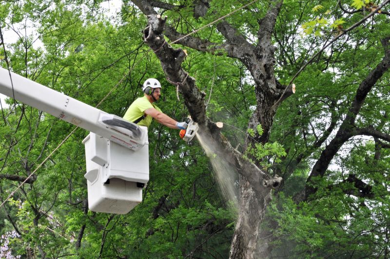 Tools for Tree Maintenance