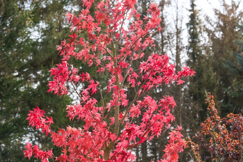 Maple Tree Trimming