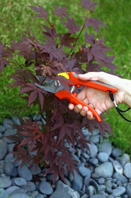 Healthier Tree